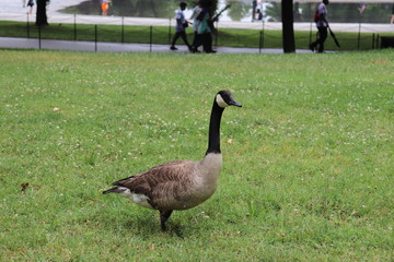 Oie 3, Washington.