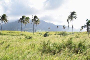 Fototapeta na wymiar King plam trees bendng in the wnd on St Kitts Island