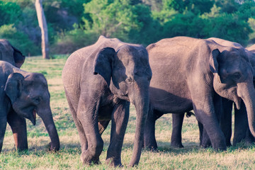  Small herd of Asian elephants