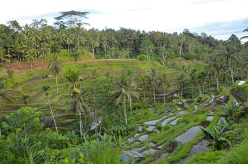 Zielone tarasy ryżowe na Bali - Indonezja © Tomasz Aurora