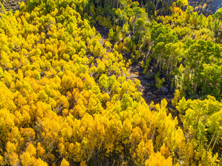 Fall aspen change colors in the Sierra Nevada Mountains of California