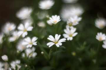 Spring flowers Stellaria holostea white closeup. Stellaria holostea, the addersmeat or greater stitchwort, is a perennial herbaceous flowering plant in the carnation family Caryophyllaceae. Soft focus