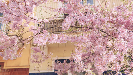 pink cherry blossom in spring, Prague, Czech Republic