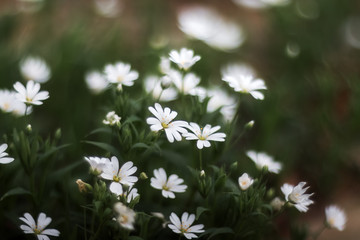 Spring flowers Stellaria holostea white closeup. Stellaria holostea, the addersmeat or greater stitchwort, is a perennial herbaceous flowering plant in the carnation family Caryophyllaceae. Soft focus