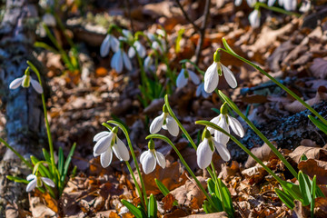 Snowdrops