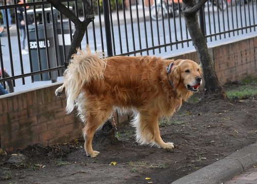 Perro de raza Cocker Spaniel color caf&eacute;, orina en un &aacute;rbol de un complejo residencial.