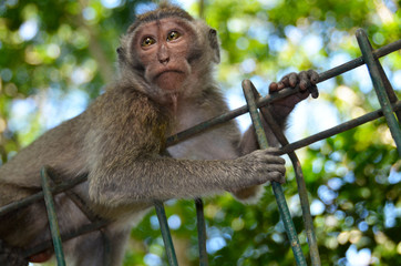 Małpa na płocie - Bali, Indonezja