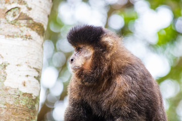 Close-up de macaco-prego