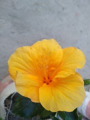 orange flower on a green background