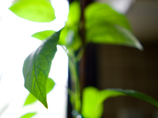 Plant leaf in reverse light. Leaf in silhouette light.