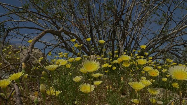 Desert dandelions under greese wood bush.