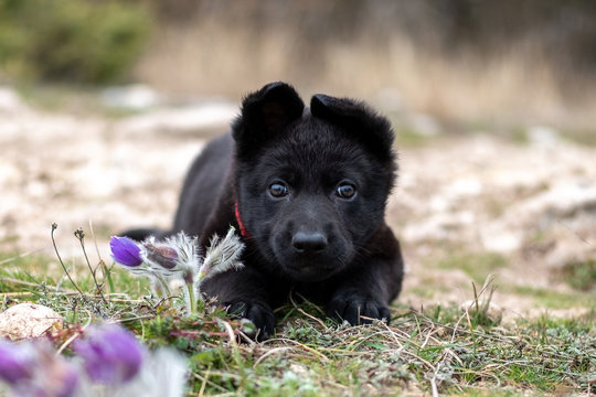 Cute puppy of a black German shepherd lies on the grass in spring