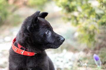 A close-up portrait of a cute black German shepherd puppy with a red collar on nature