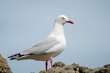 Obraz premium Elegant seagull on the sea coast standing on stones, on a sunny day