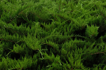 green grass thuja in the forest