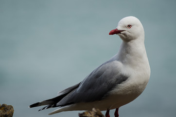 Elegant seagull on the sea coast standing on stones