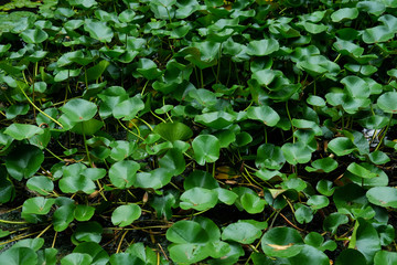 Green water lilies