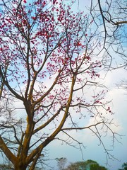tree in the sky