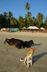 Krowy i psy na plaży w Goa, Indie - obrazy, fototapety, plakaty