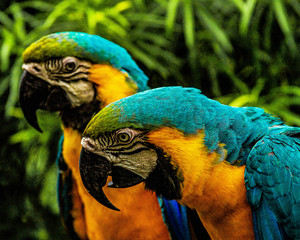 Free birds in the wild