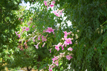 Obraz premium Purple and white flowers over green leaves. Spring and pollinitation
