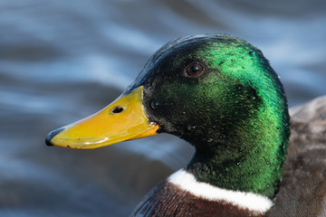Mallard