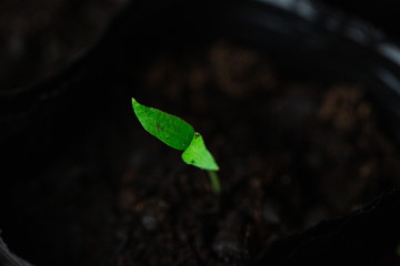 Green seedlings, sprouts growing from the soil, black soil, young, macro
