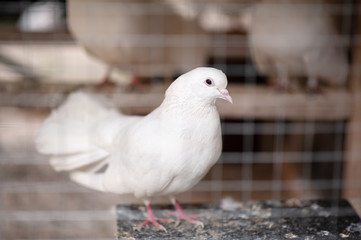 White dove in a cage