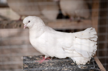 White dove in a cage