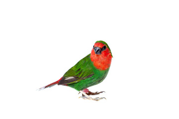 Fototapeta na wymiar green parrot finch with a red tail and head of a small exotic bird isolated on a white background on theme of veterinary ornithology with a copy space.