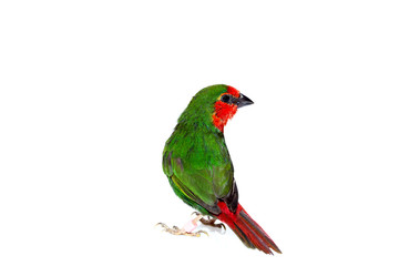 green parrot finch with a red tail, a small exotic bird isolated on a white background on theme of veterinary ornithology with a copy space.