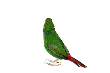 view from the back green parrot finch with a red tail, a small exotic bird isolated on a white background on theme of veterinary ornithology with a copy space.
