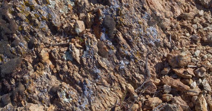 Close up pan of various lichens on decomposed granite.