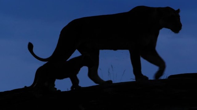 A lioness and her cub walk along a kopje at dusk