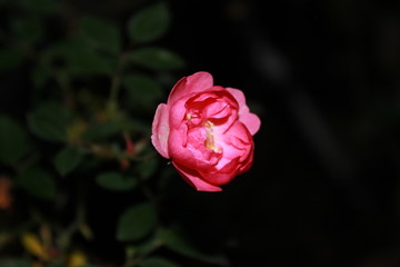 pink rose in the garden
