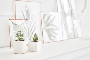 Succulent in concrete vase. Morning in light interior in mansion . Bright and clean interior design...