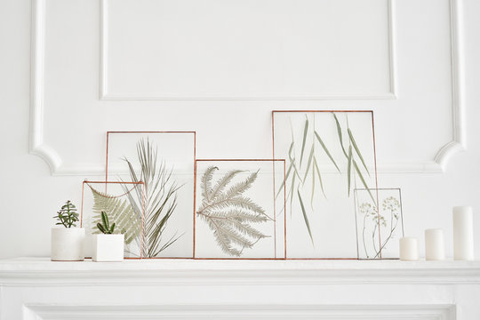 Picture of real plants between the glasses. Natural decorative elements for home decoration: herbarium in a framework on a white table