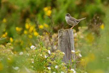 A Sardinian warbler (Sylvia melanocephala)
