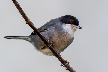 A Sardinian warbler (Sylvia melanocephala)