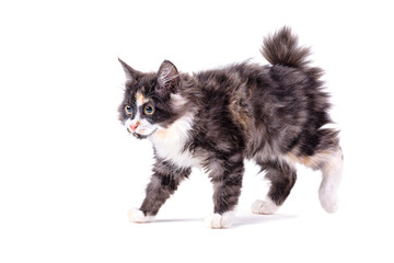 American bobtail on a white isolated background.