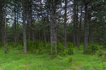 Obraz premium Rhodope Mountains near village of Dobrostan, Bulgaria