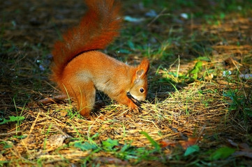 Forest redhead squirrel on the green grass eat nuts