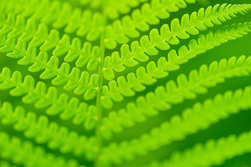Fototapeta premium Green ecological wildlife concept background. Green background for advertising wildlife. Eco concept.
