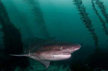Seven Gill Shark