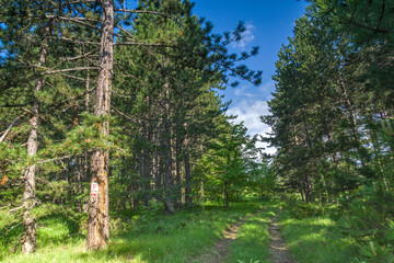 Obraz premium Rhodope Mountains near village of Dobrostan, Bulgaria
