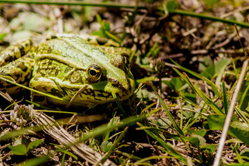 grenouille verte espace vie nature