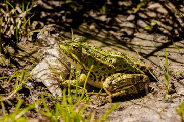 grenouille verte espace vie nature