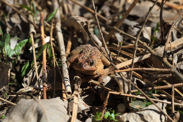 American toad peeking out of a pile of dry brown leaves on the ground. 