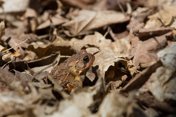American toad peeking out of a pile of dry brown leaves on the ground. 