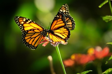 butterfly on a flower